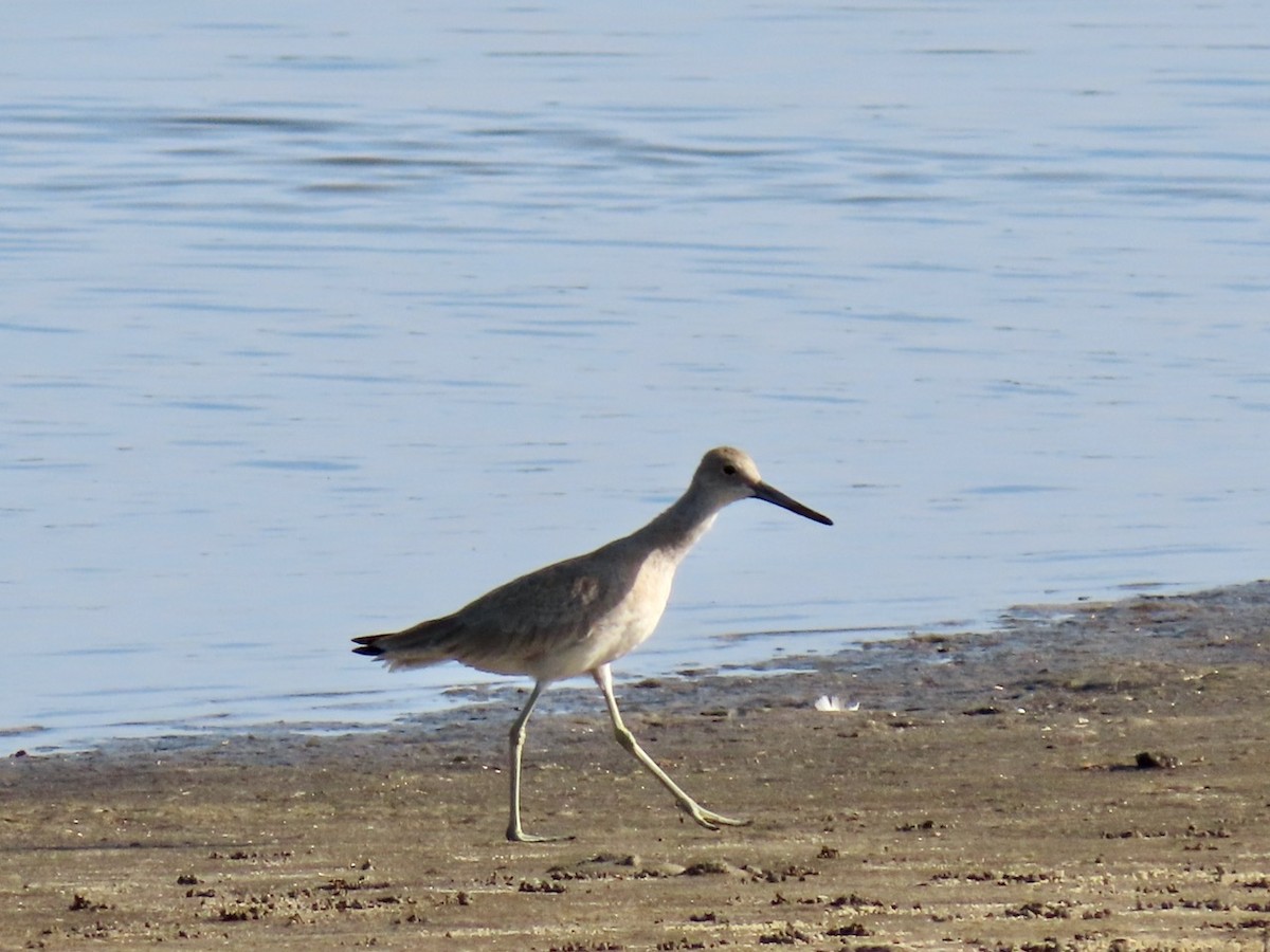 Willet - ML623569397