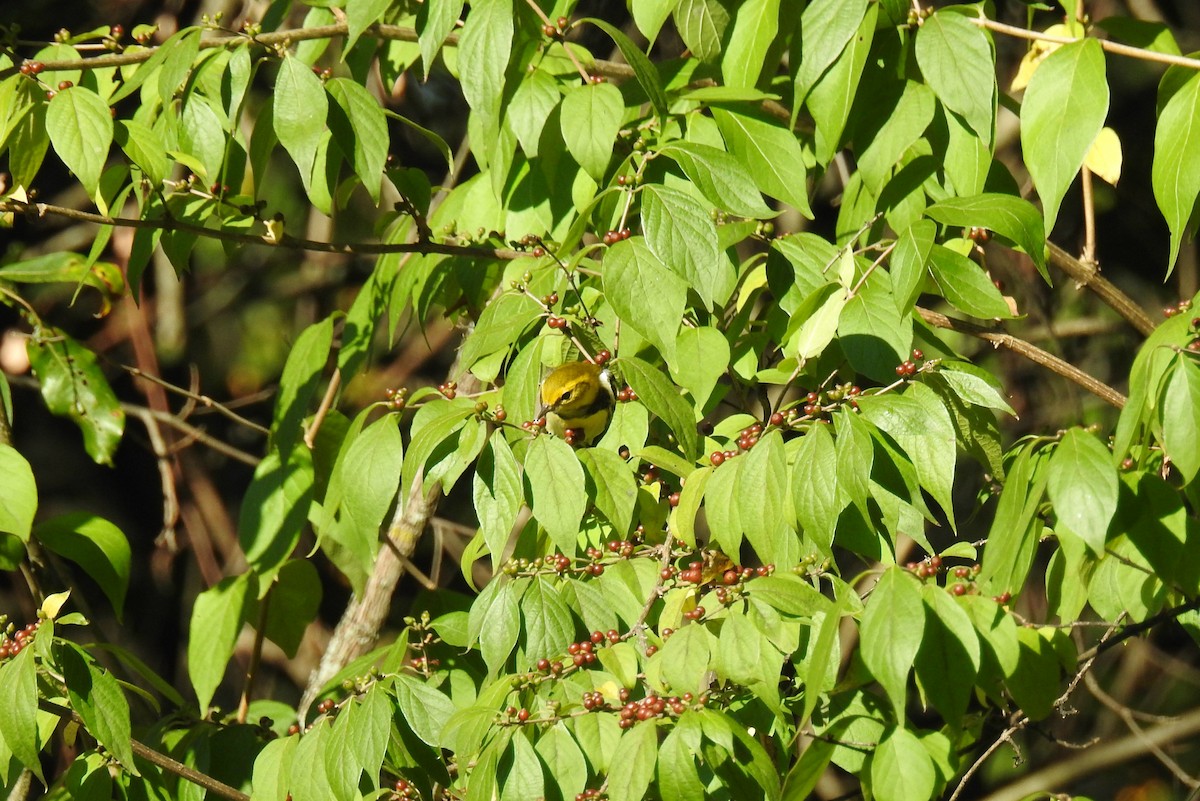 Black-throated Green Warbler - ML623569419