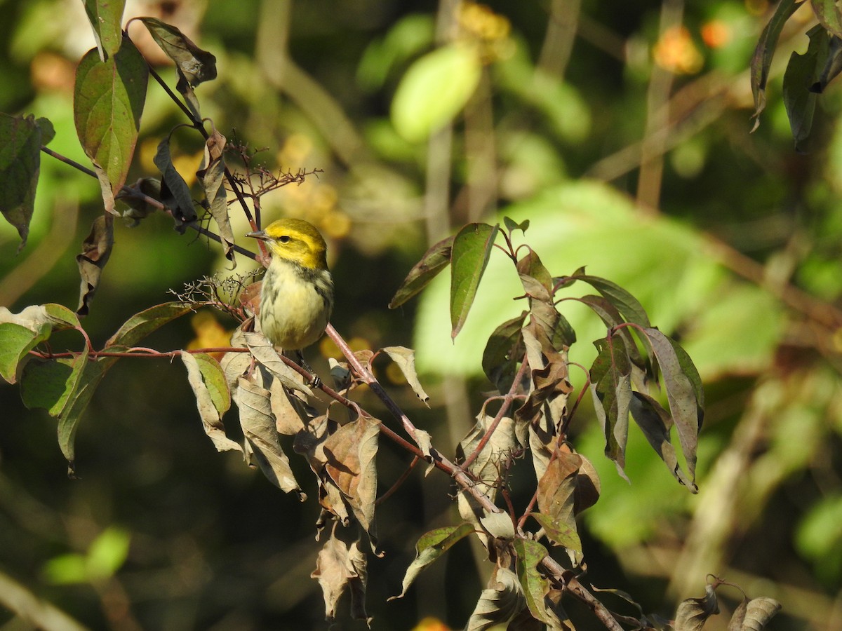 Black-throated Green Warbler - ML623569428