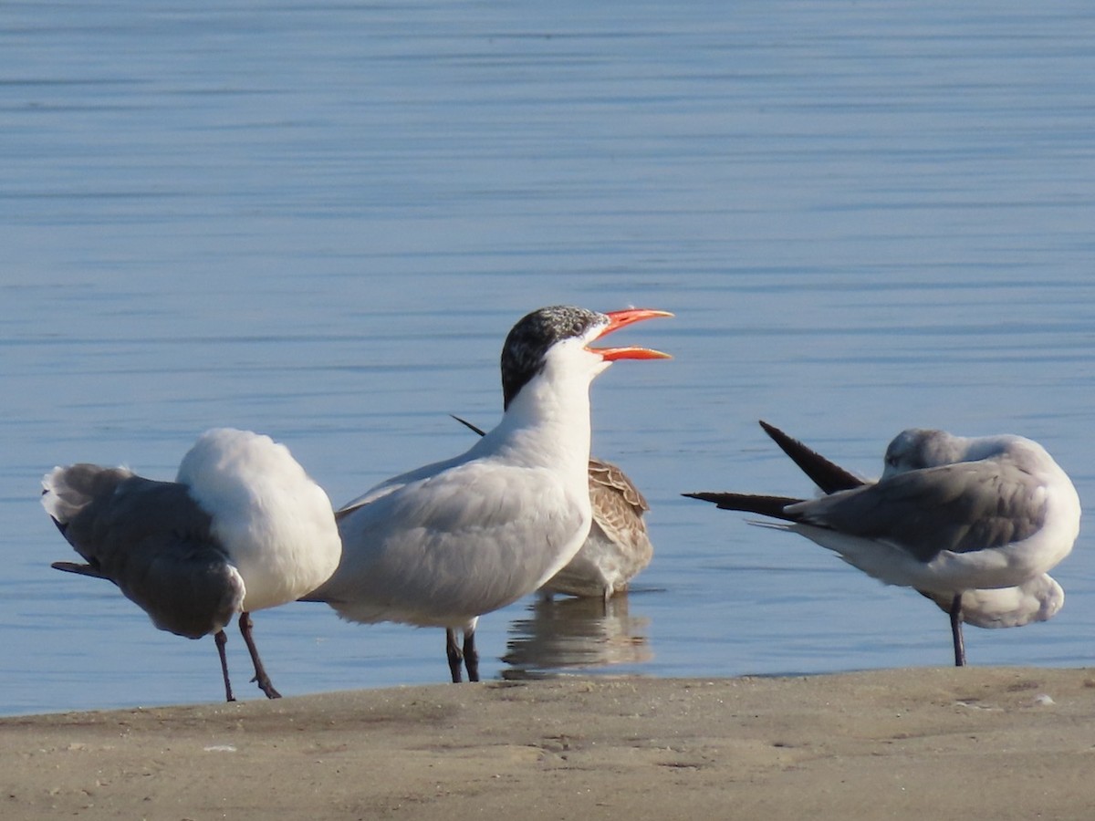 Caspian Tern - ML623569446