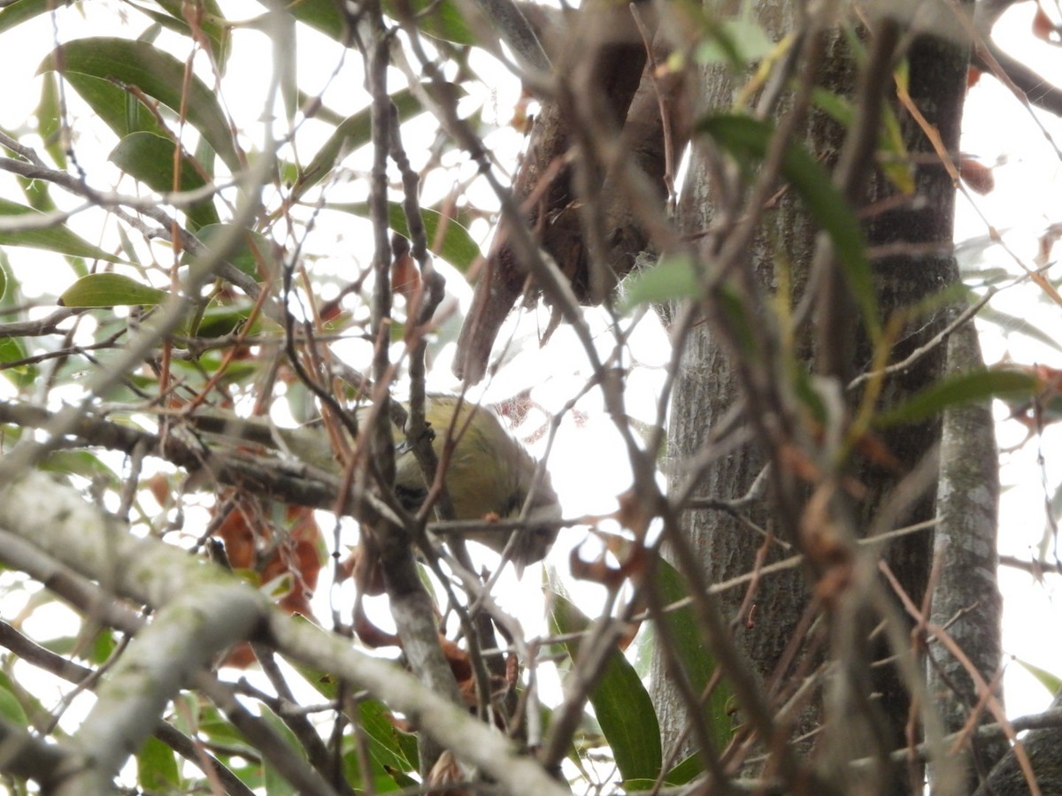 Hutton's Vireo - Howard Friedman