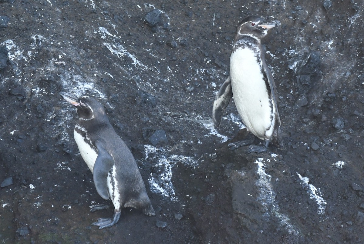 Galapagos Penguin - ML623569571