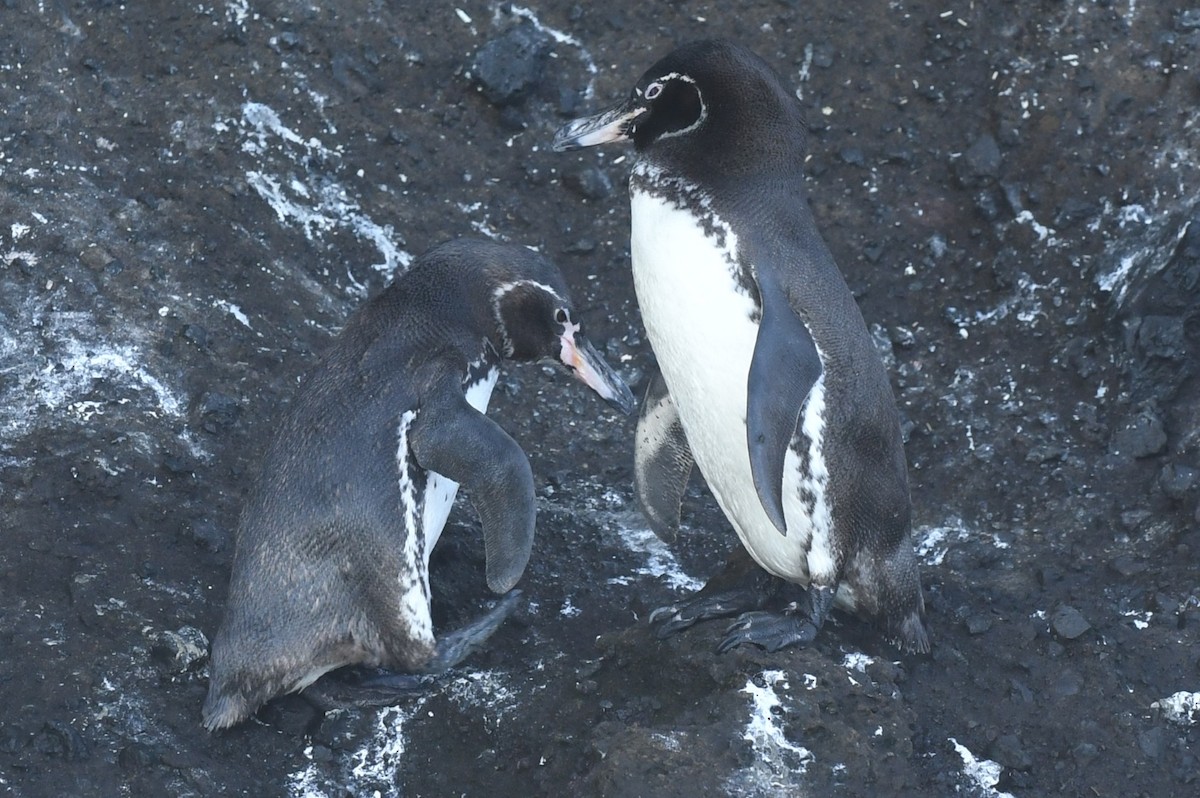 Galapagos Penguin - ML623569572