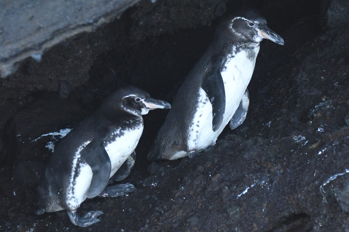 Galapagos Penguin - ML623569573