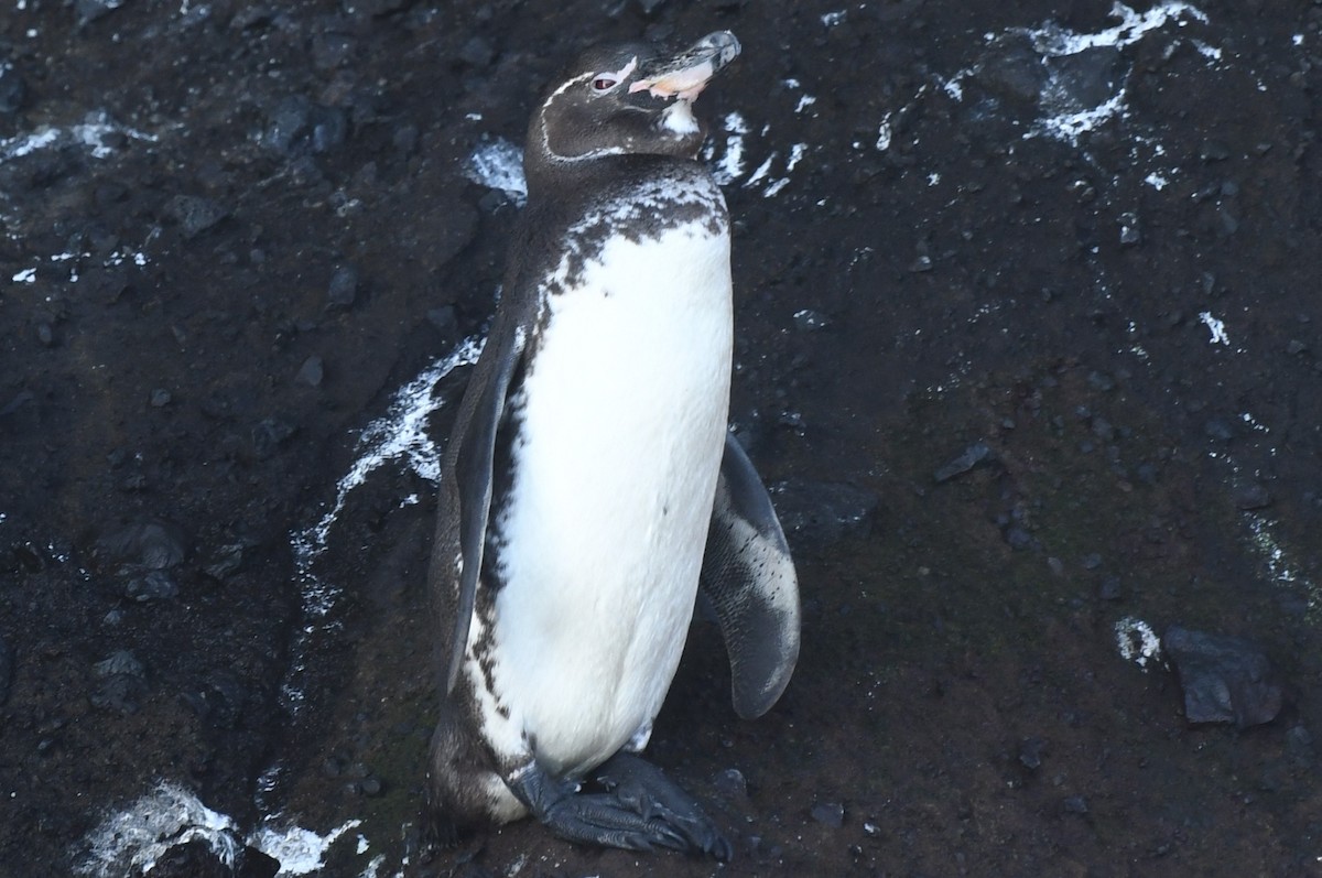 Galapagos Penguin - Teresa Mawhinney