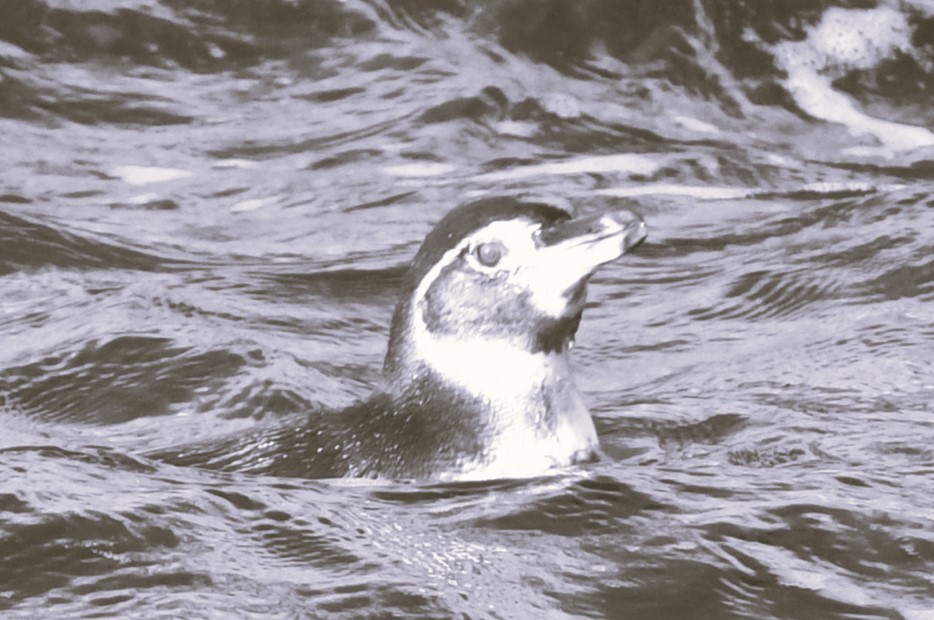 Galapagos Penguin - ML623569575