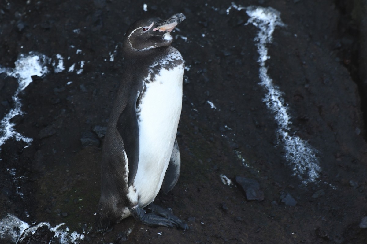 Galapagos Penguin - ML623569576