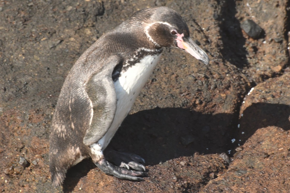 Galapagos Penguin - ML623569577