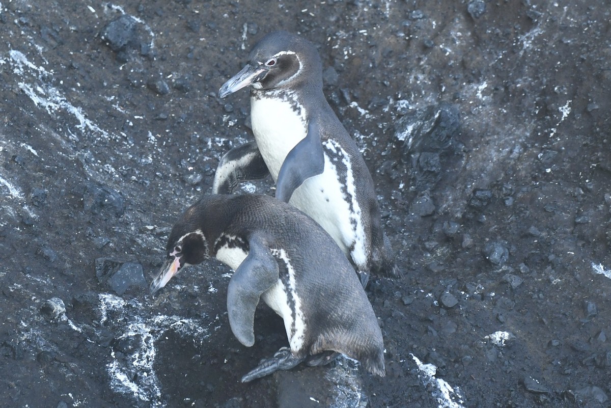 Galapagos Penguin - ML623569578