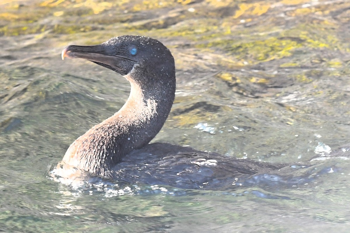 kormorán galapážský - ML623569660