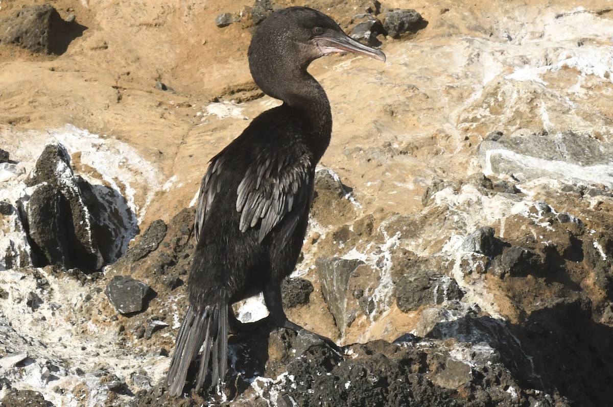 Flightless Cormorant - ML623569661