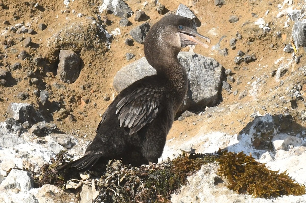 Flightless Cormorant - ML623569663