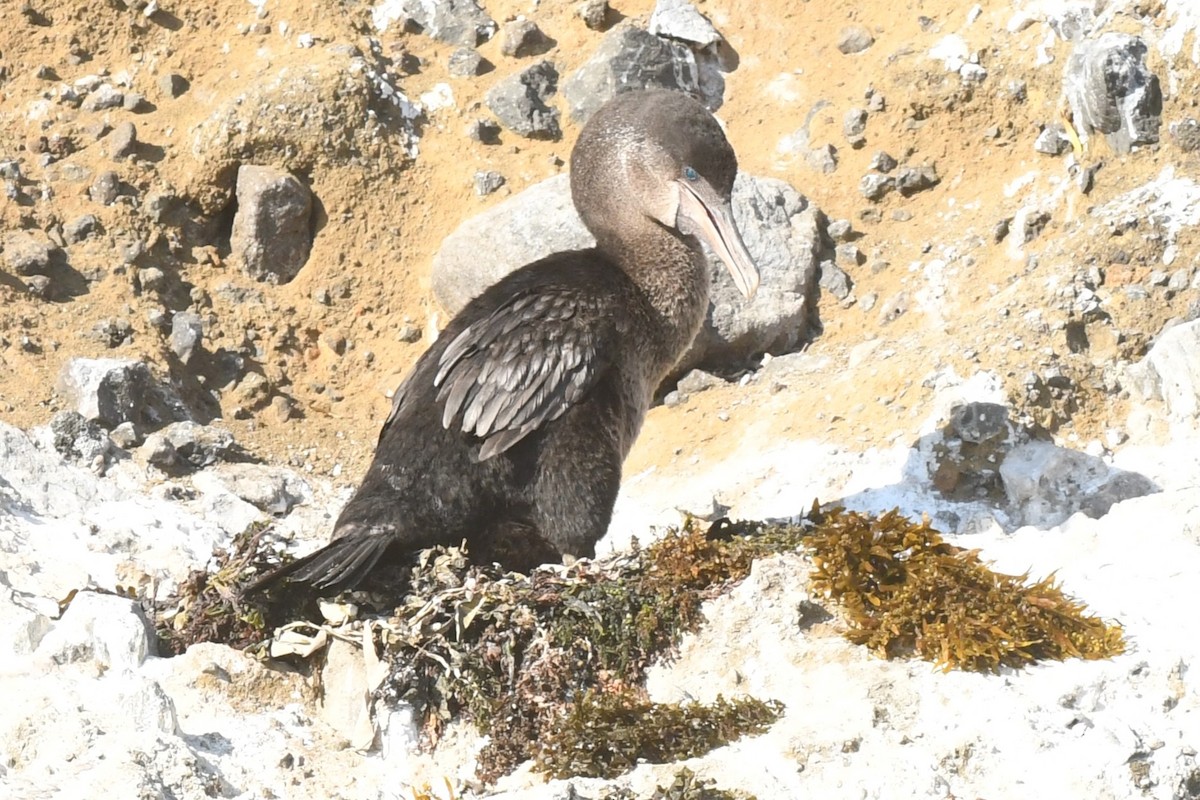 Flightless Cormorant - ML623569664