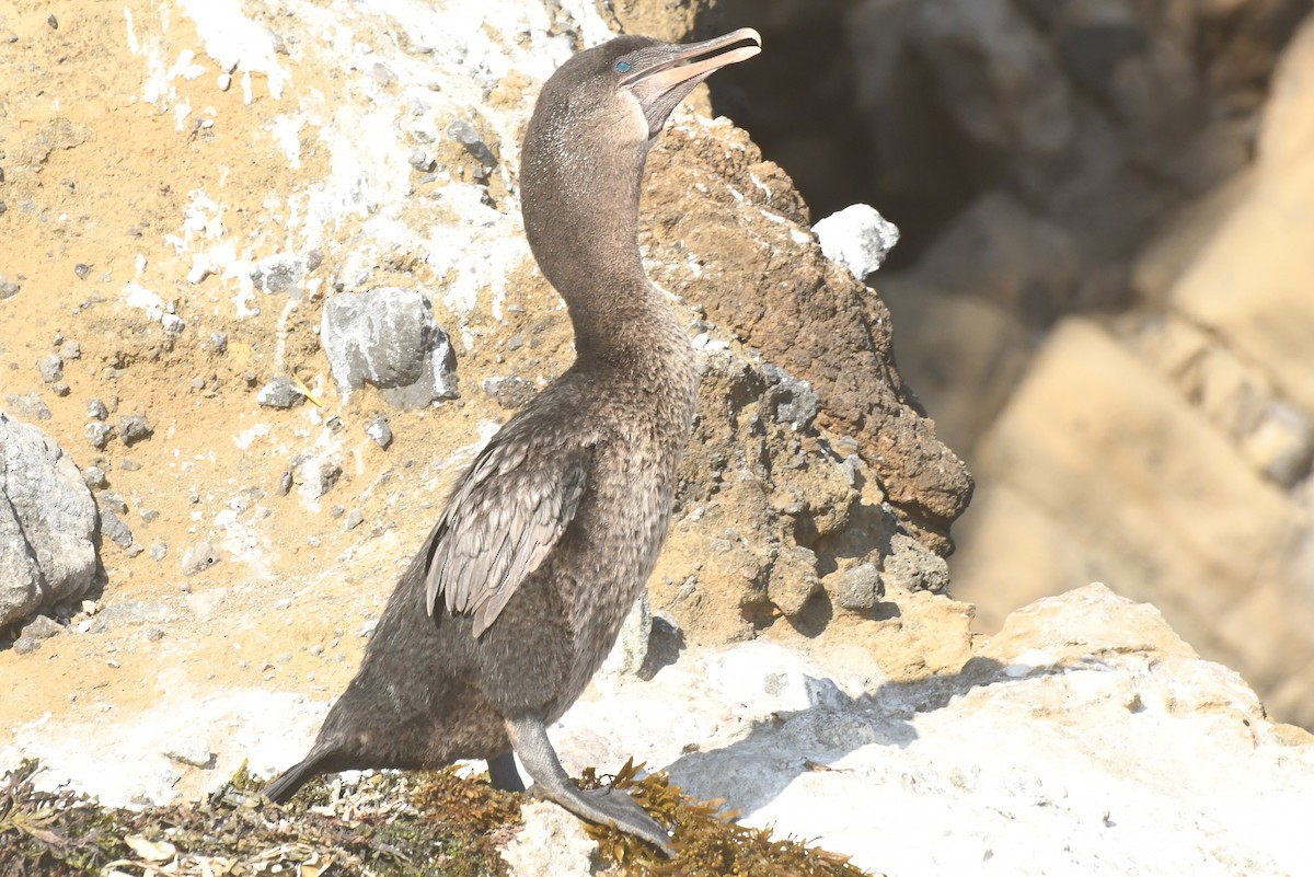 Flightless Cormorant - Teresa Mawhinney