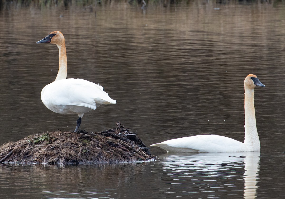 Tundra Swan - ML623569675