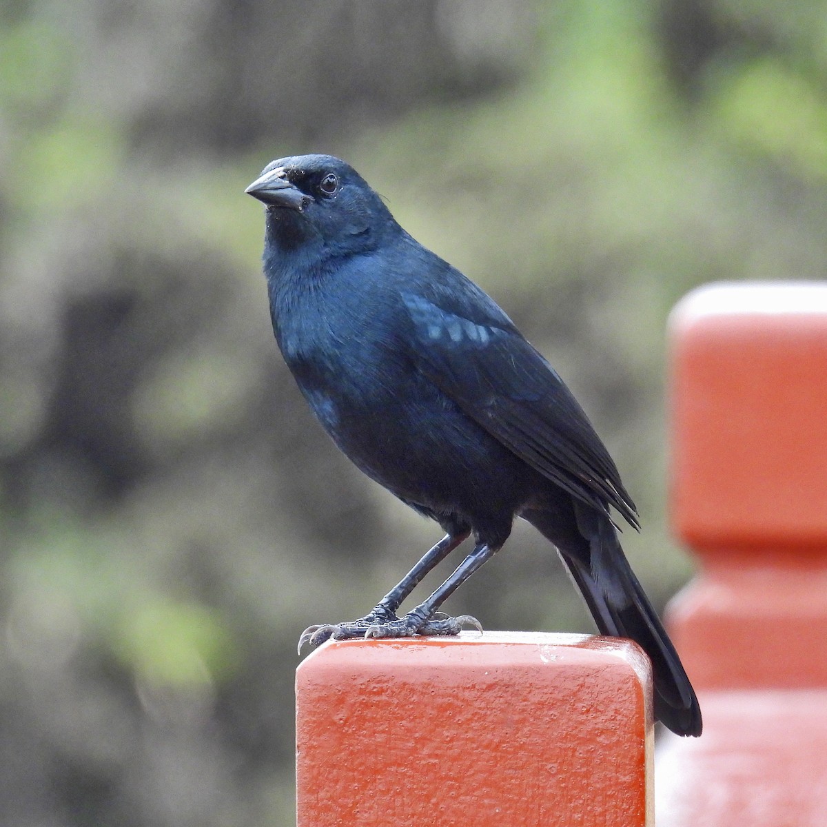 Scrub Blackbird - ML623569690