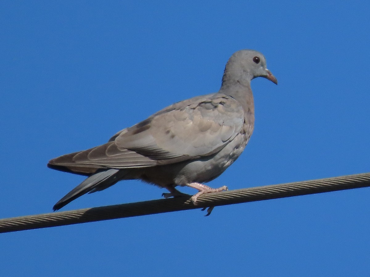 Stock Dove - ML623569694