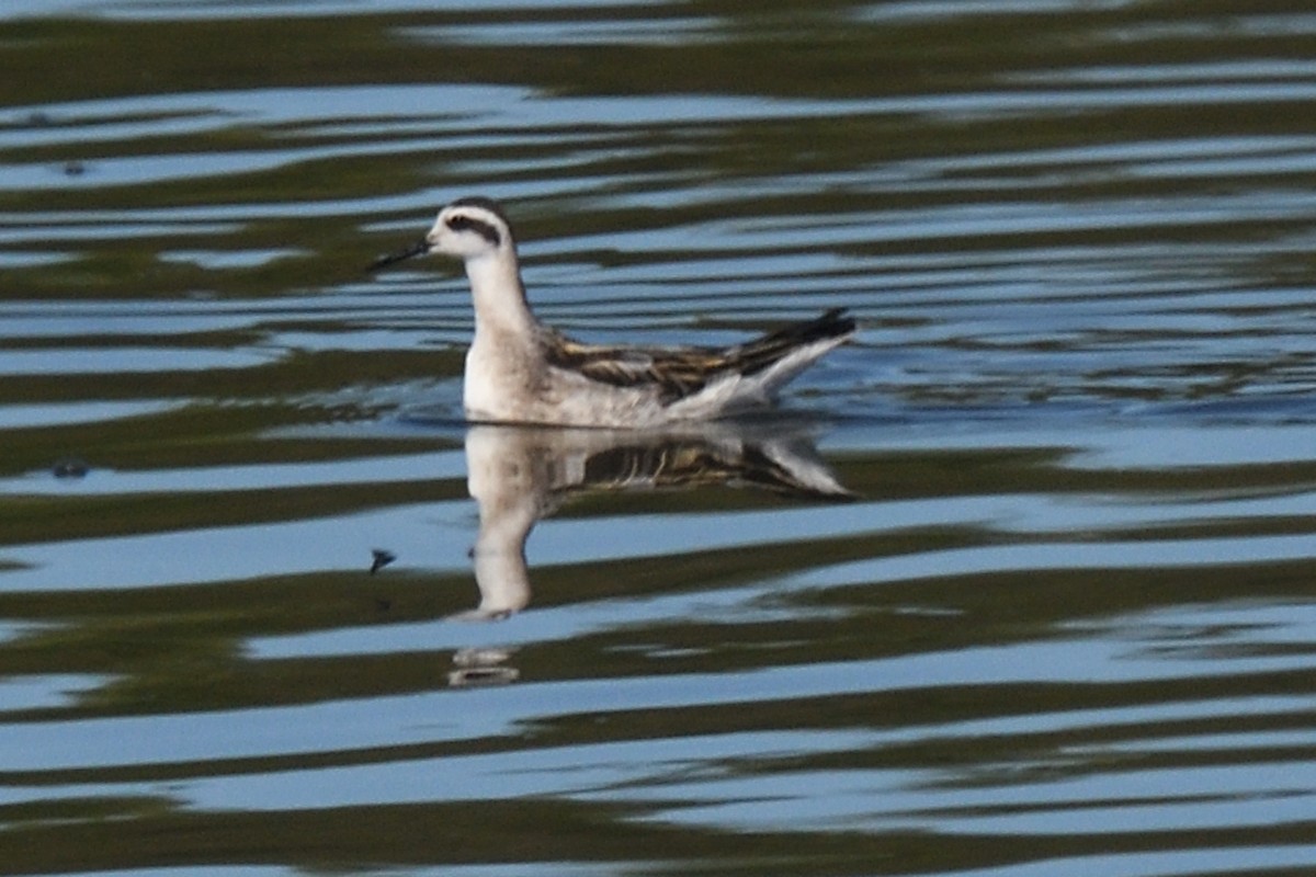 Phalarope à bec étroit - ML623569701