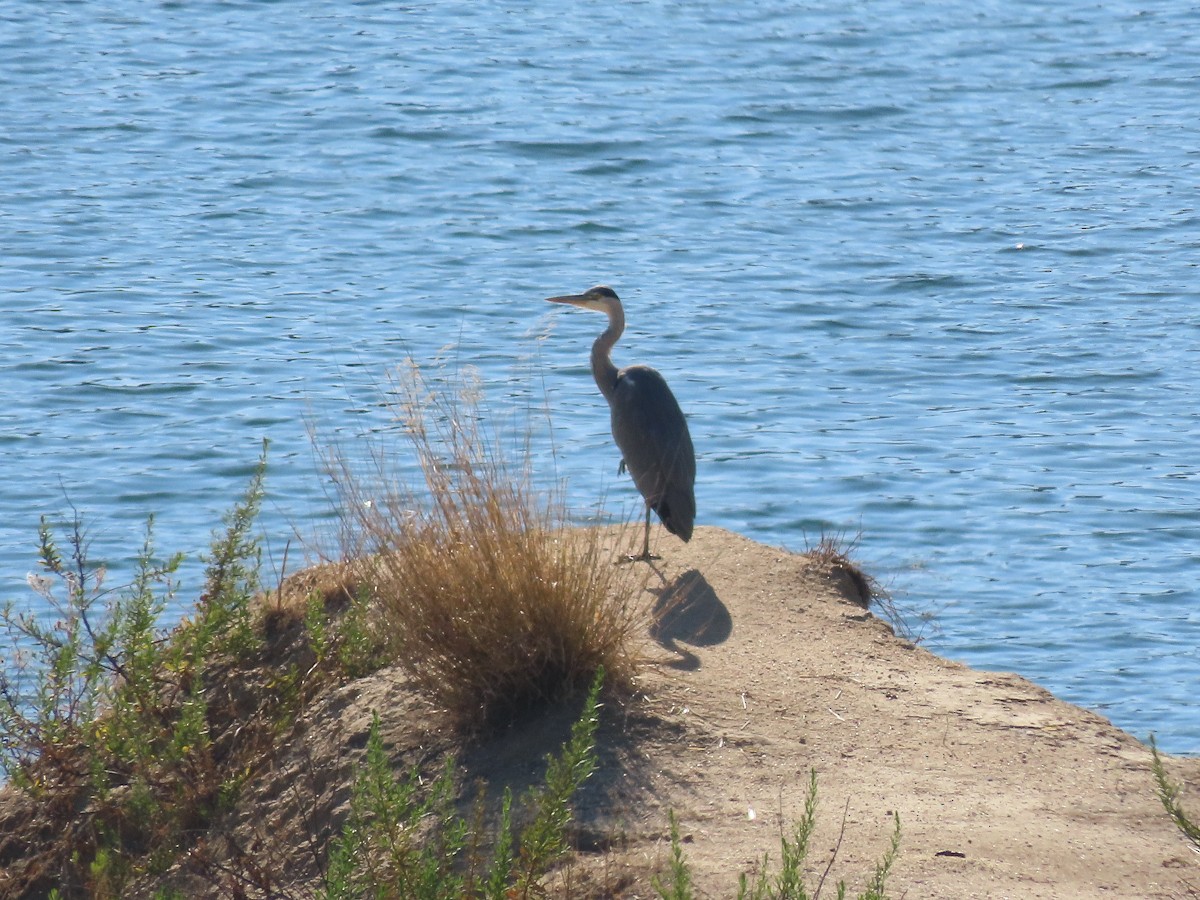 Gray Heron - ML623569702