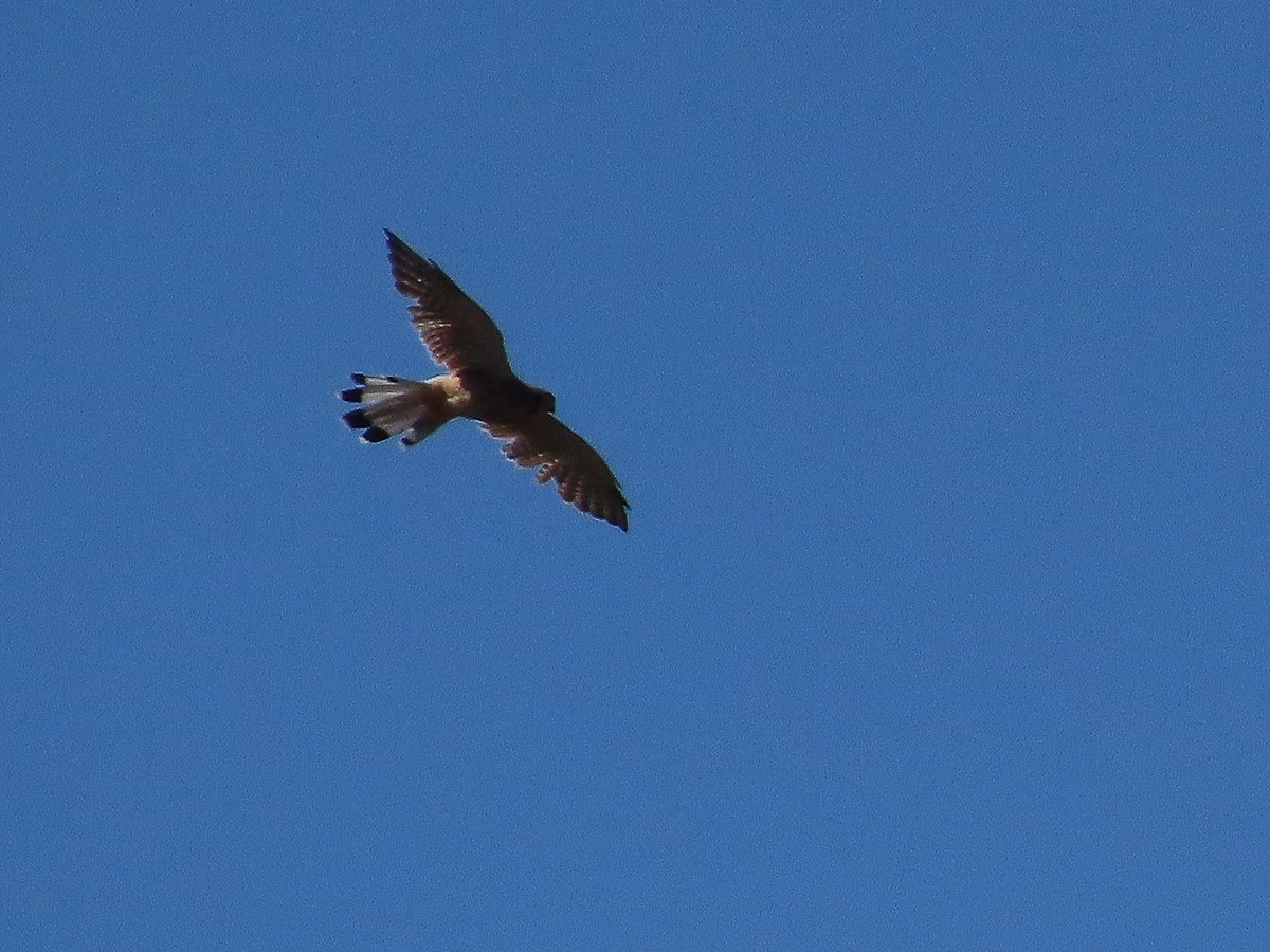 Eurasian Kestrel - ML623569709