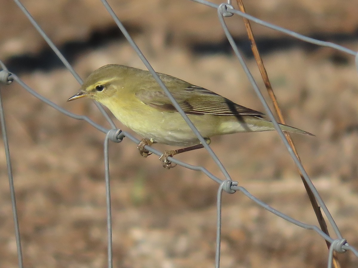 Willow Warbler - ML623569728