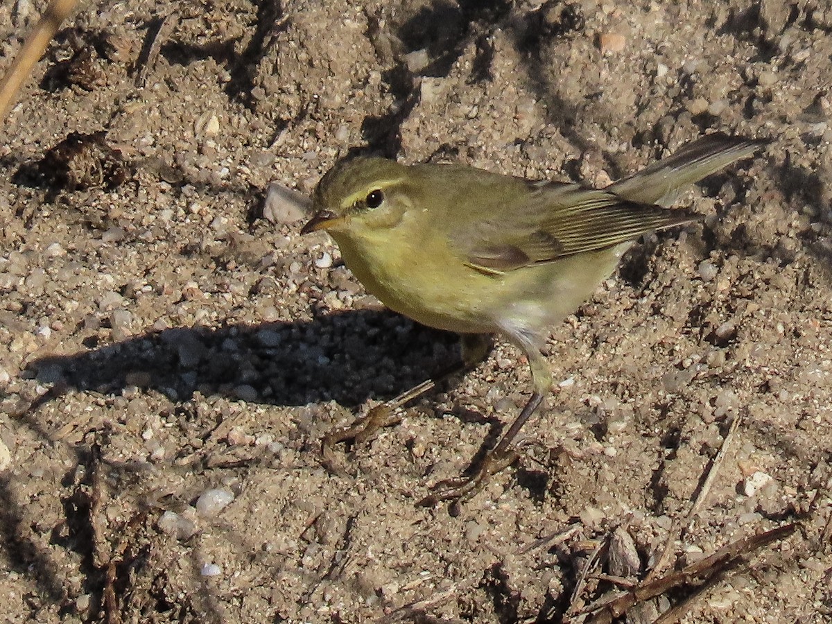 Willow Warbler - ML623569729