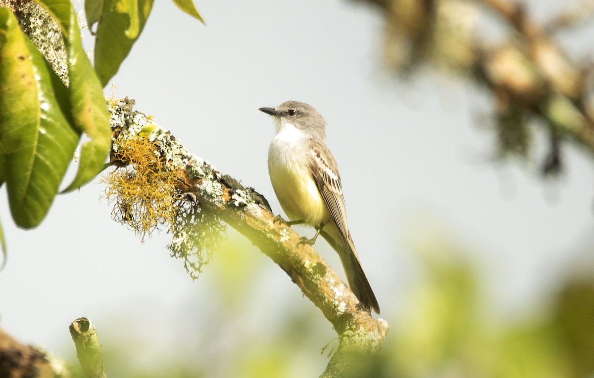 Suiriri Flycatcher - ML623569732