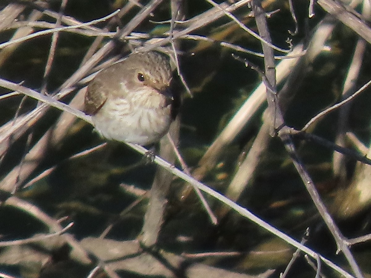 Spotted Flycatcher - ML623569743