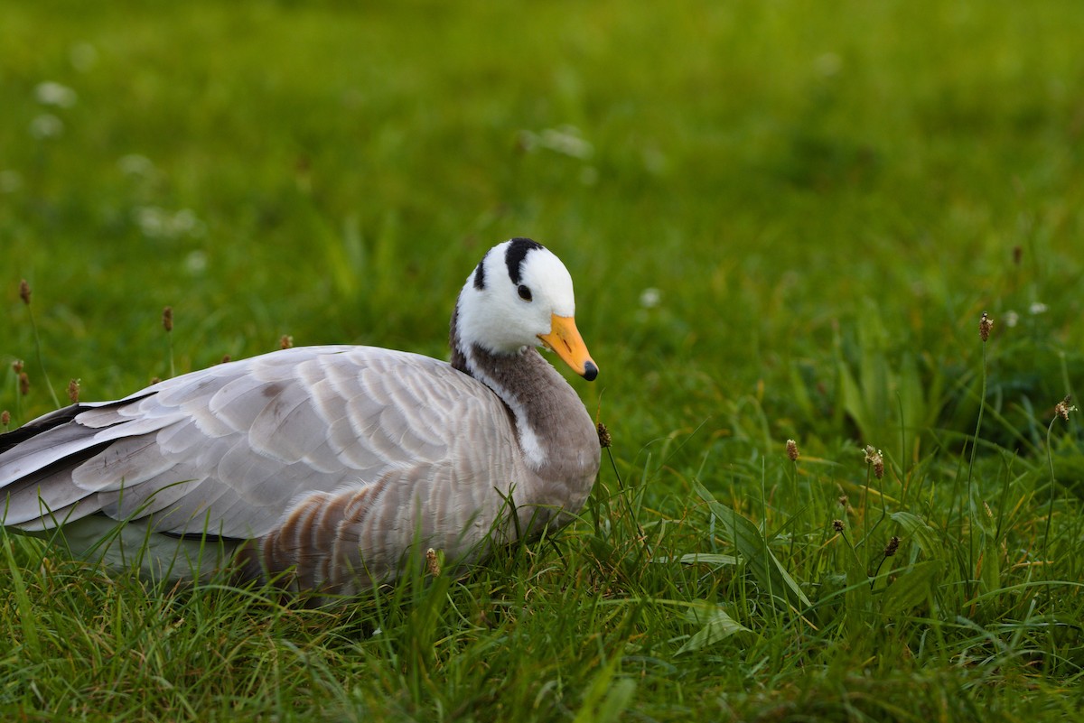 Bar-headed Goose - ML623569745