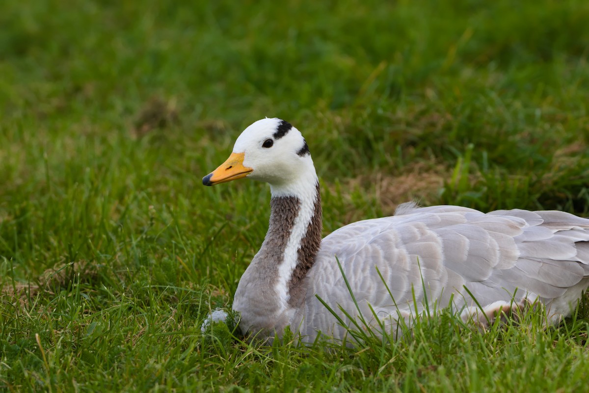 Bar-headed Goose - ML623569746