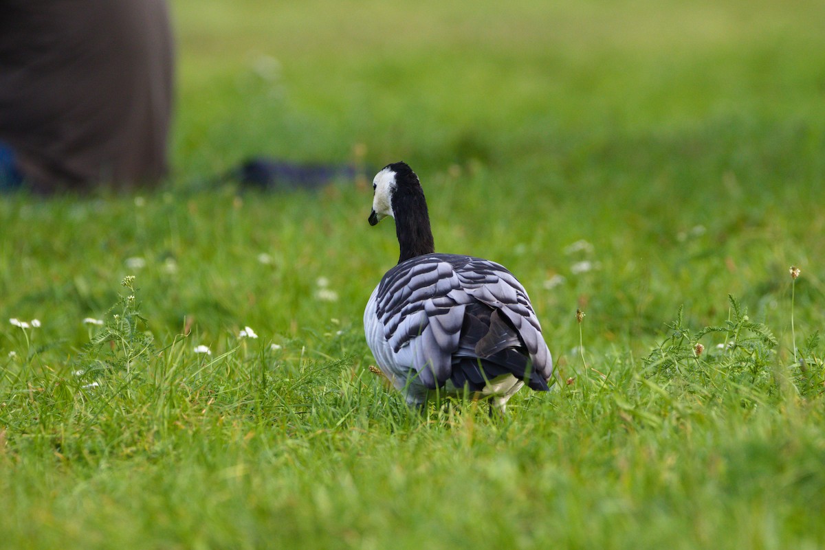 Barnacle Goose - ML623569749