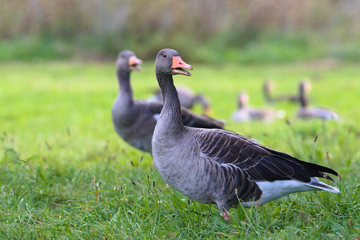 Graylag Goose - ML623569759