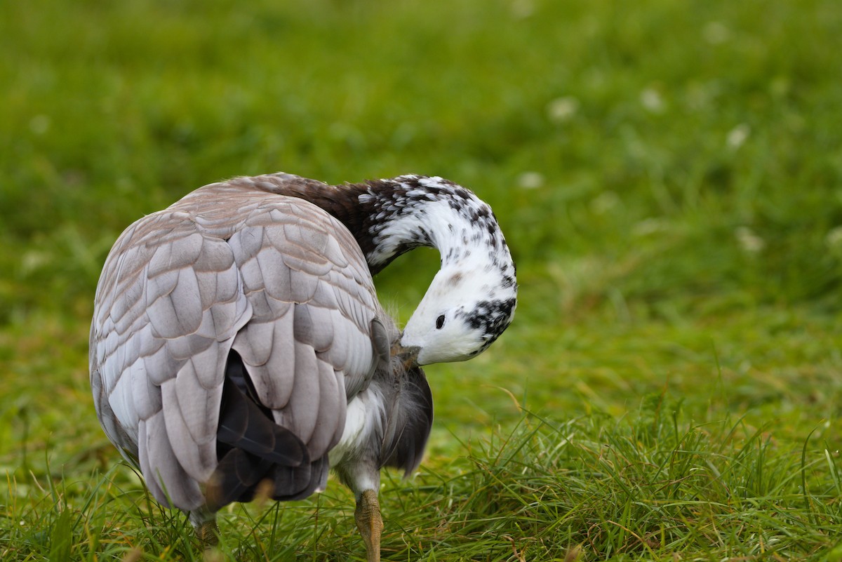 Bar-headed x Barnacle Goose (hybrid) - ML623569762