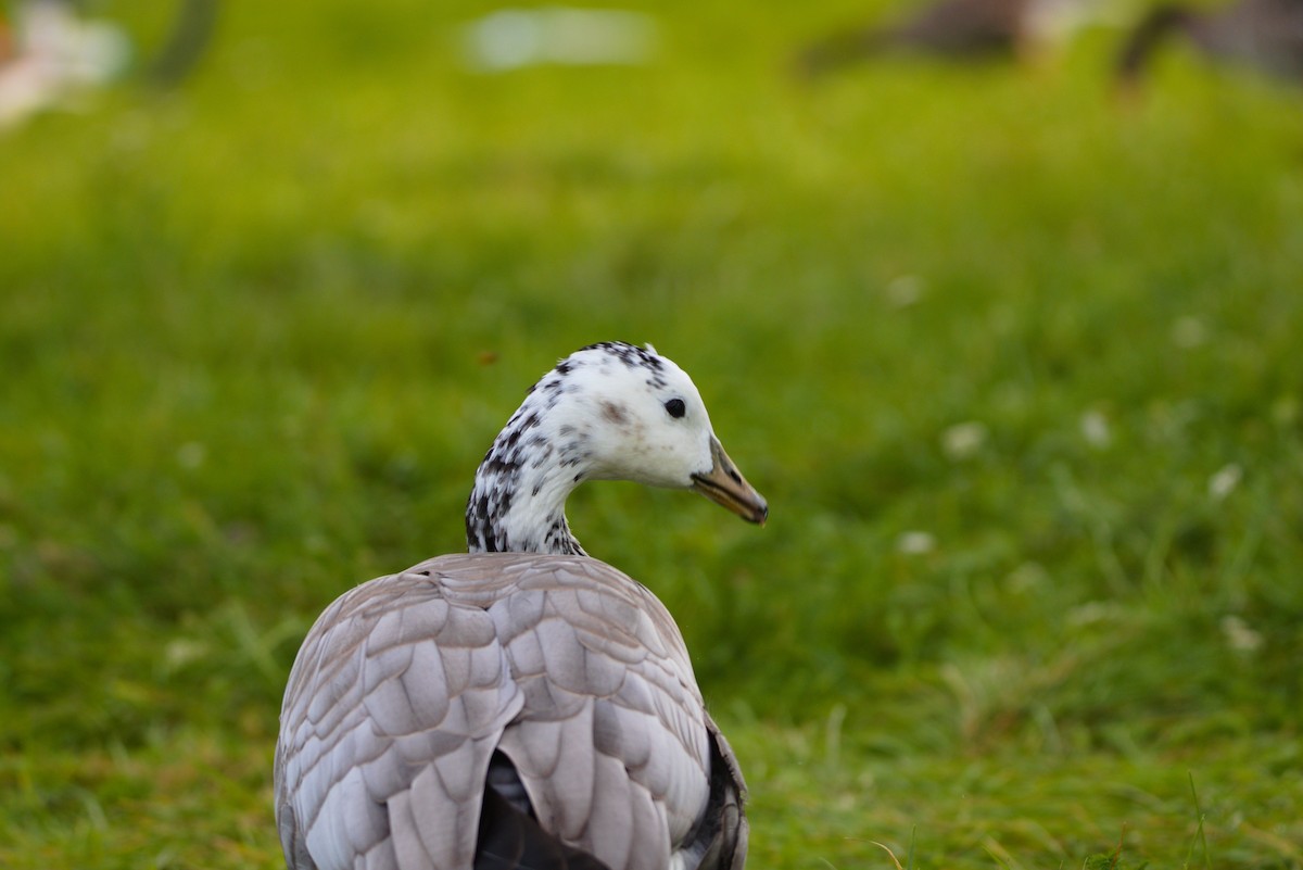 Bar-headed x Barnacle Goose (hybrid) - ML623569763