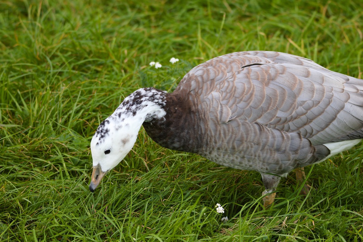 Bar-headed x Barnacle Goose (hybrid) - ML623569764