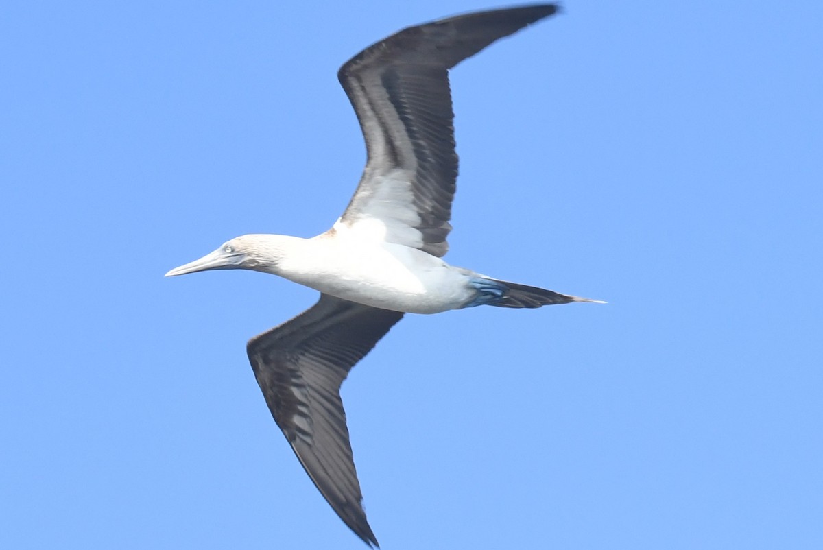 Blue-footed Booby - ML623569777