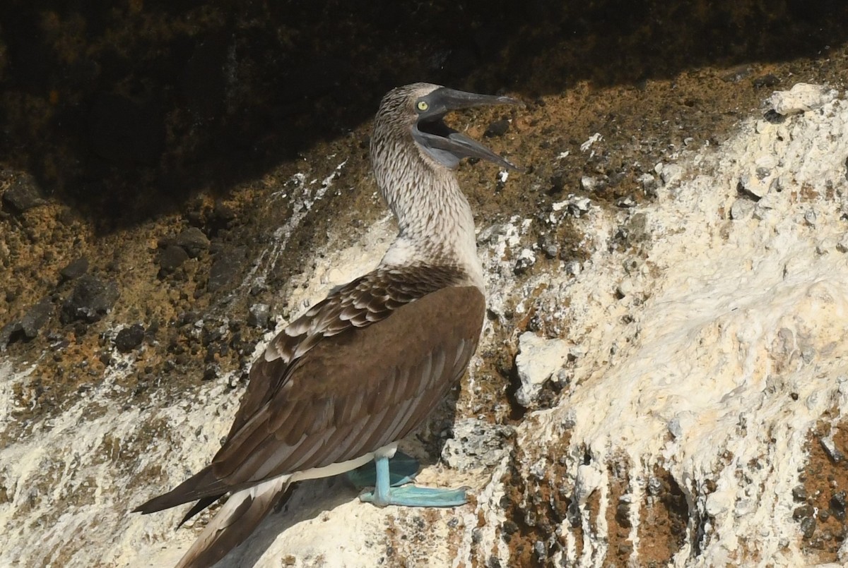 Blue-footed Booby - ML623569778