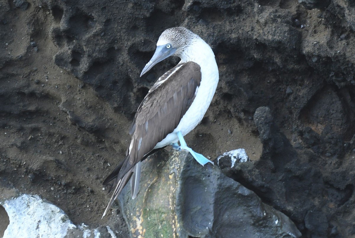 Blue-footed Booby - ML623569779