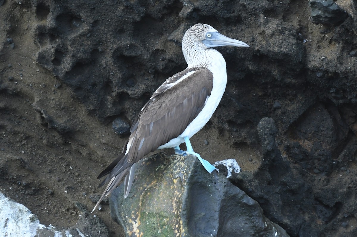 Blue-footed Booby - ML623569780