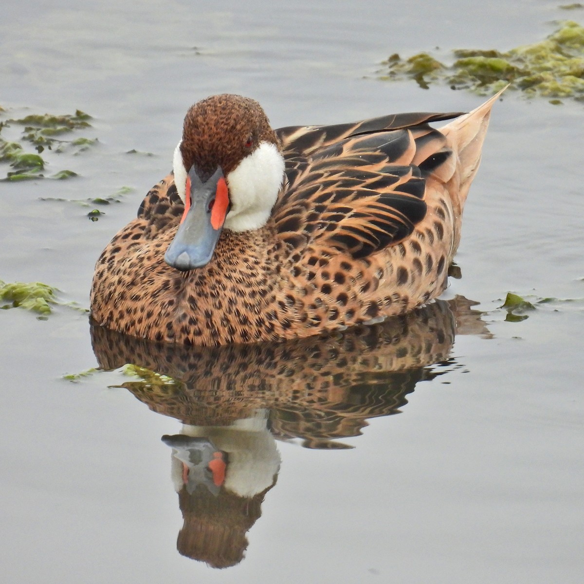 White-cheeked Pintail - ML623569857