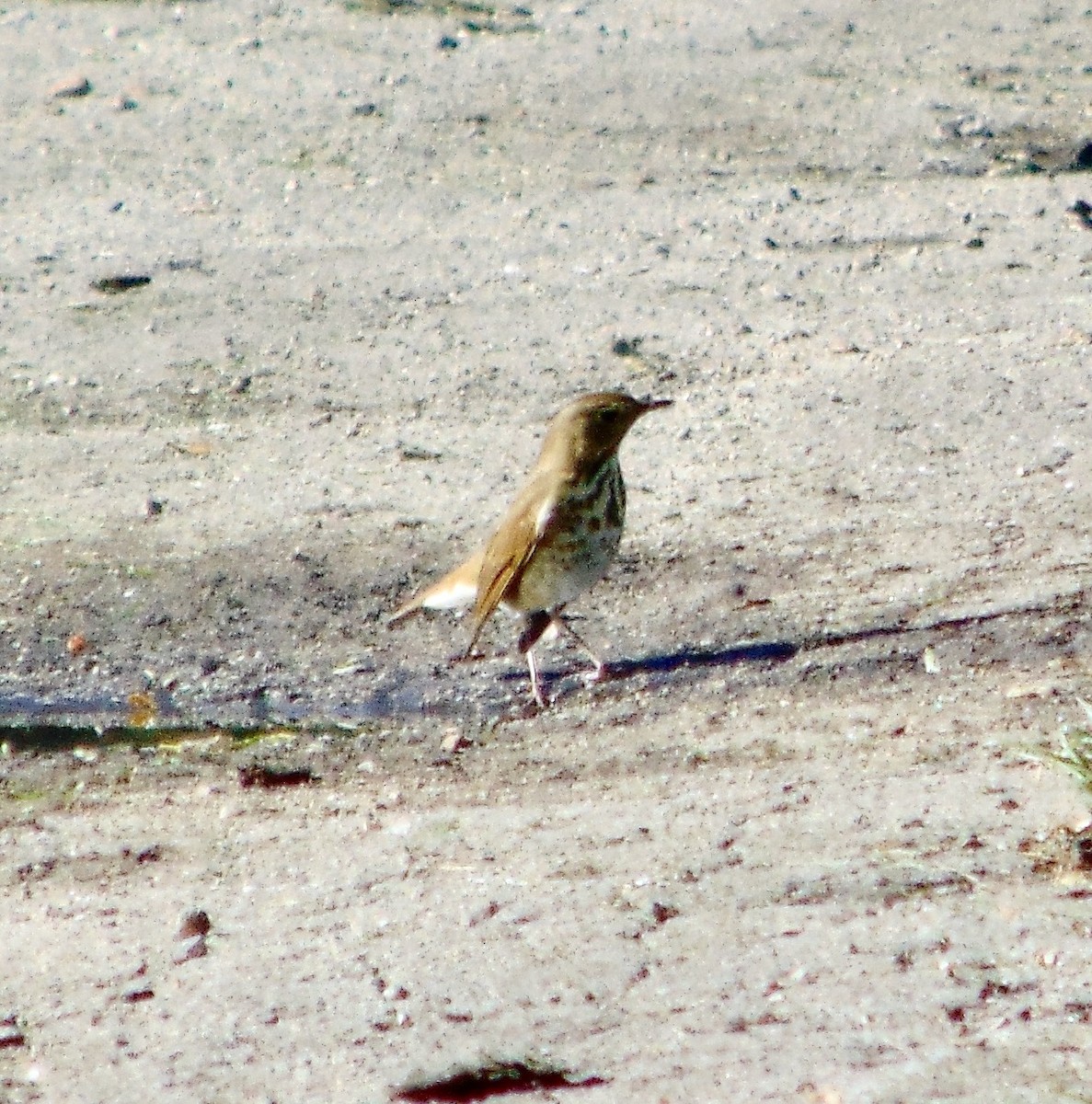 Hermit Thrush - ML623569859