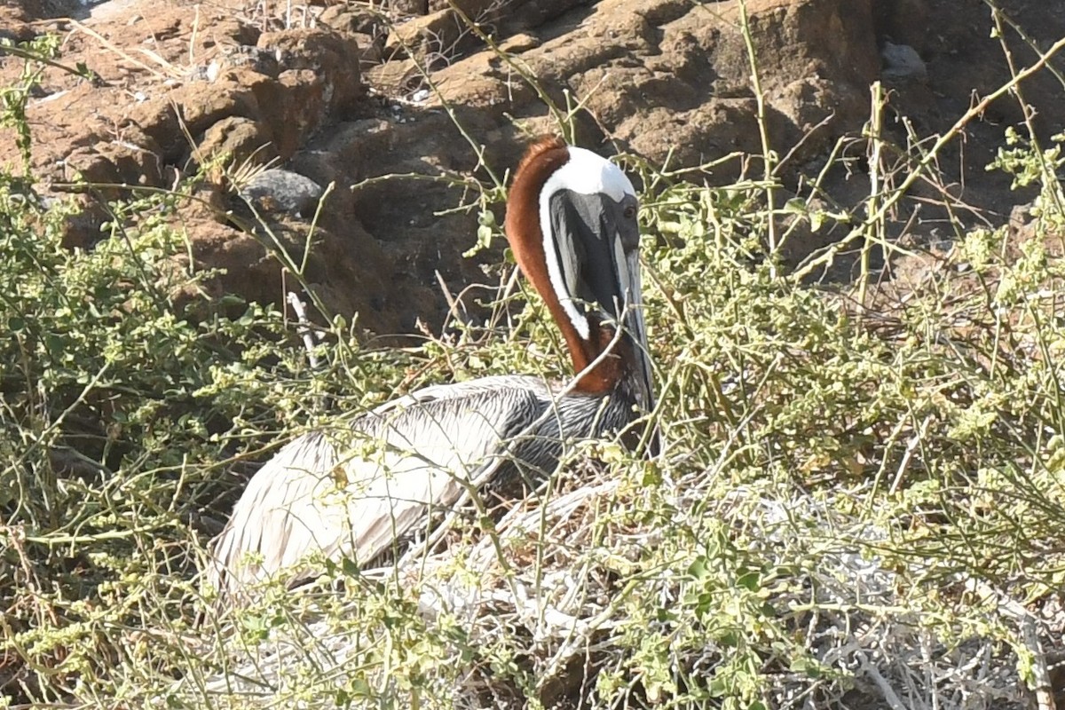 Brown Pelican - ML623569872