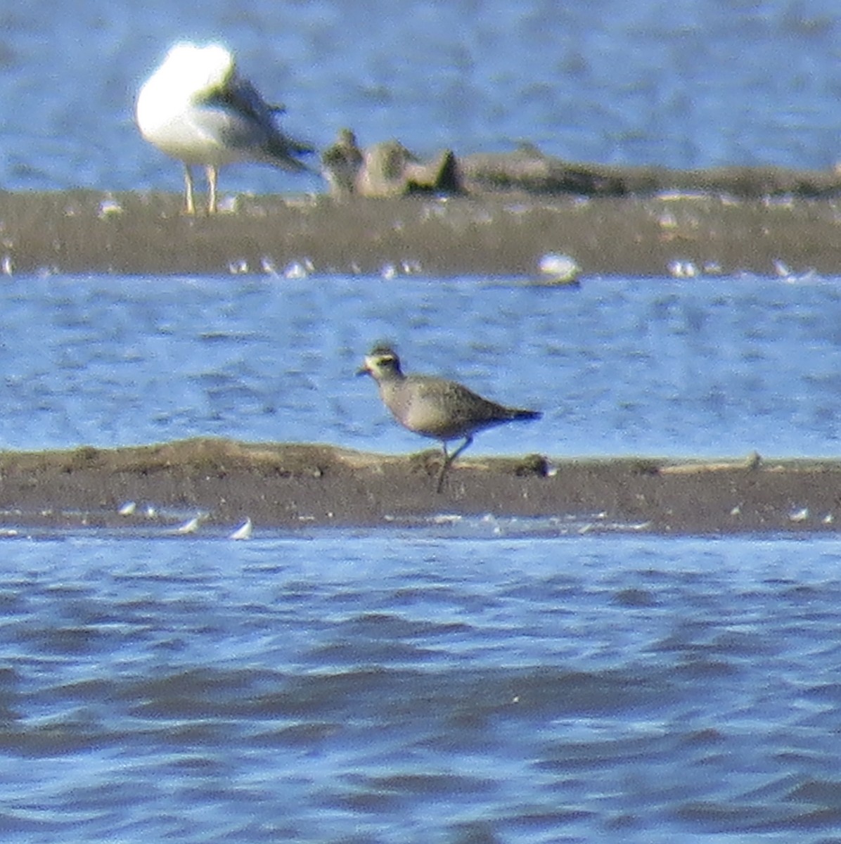 American Golden-Plover - ML623569911