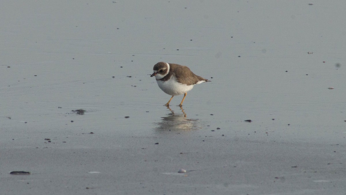 Semipalmated Plover - ML623569917