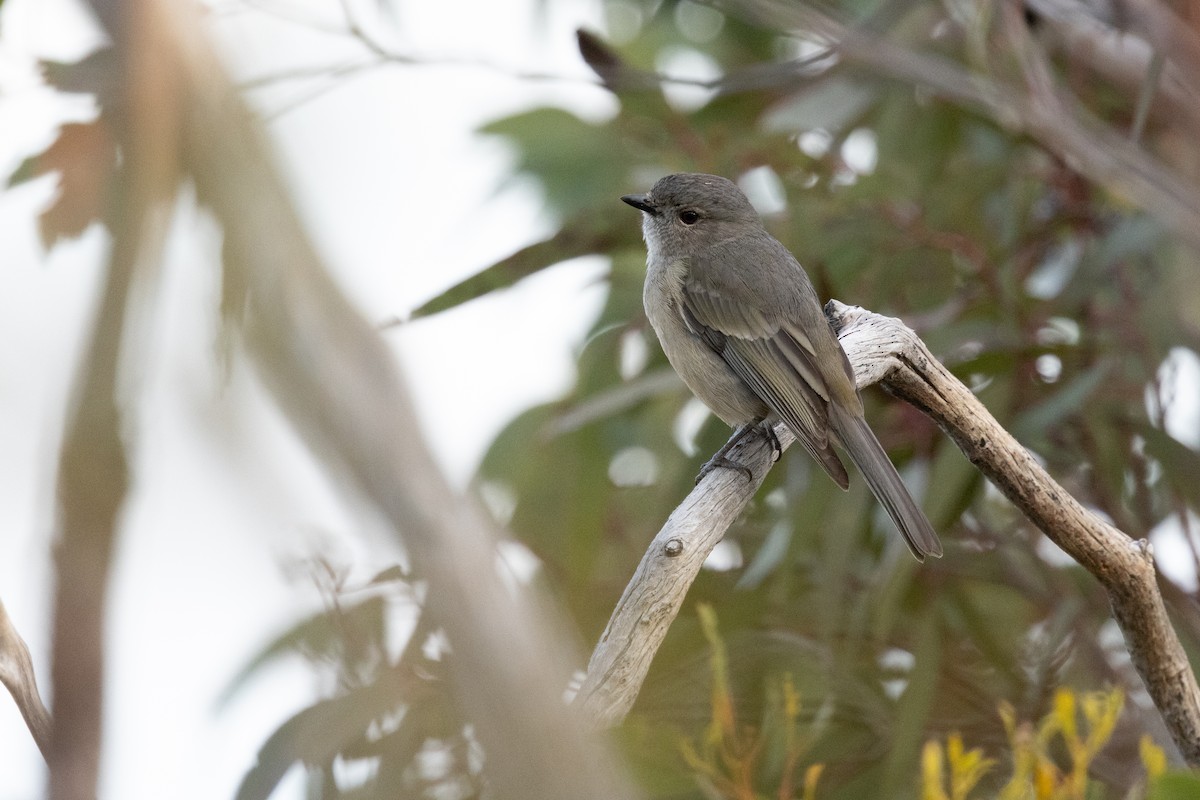 Golden Whistler (Eastern) - ML623569919