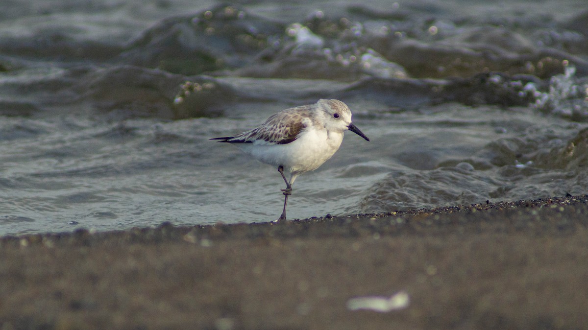 Sanderling - ML623569928