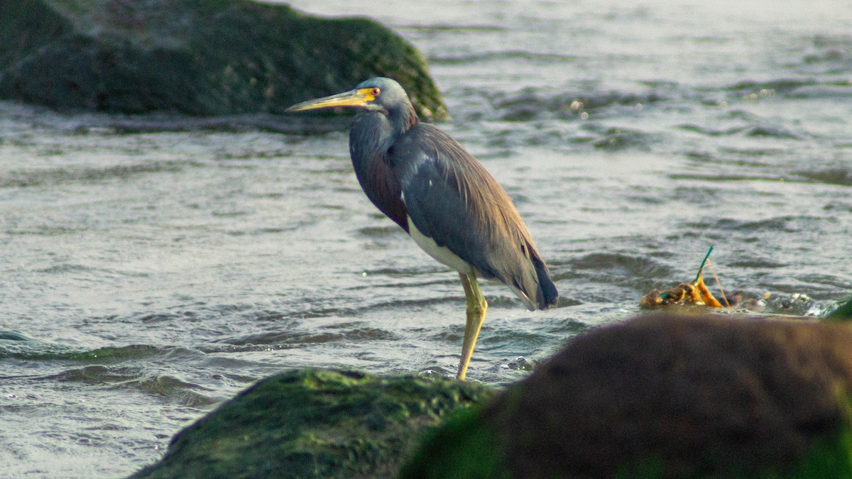 Tricolored Heron - ML623569943