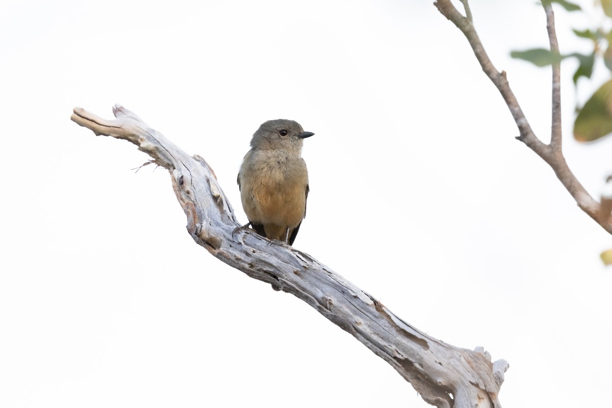 Golden Whistler (Western) - ML623569955