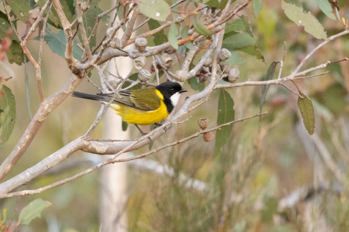 Golden Whistler (Western) - ML623569958