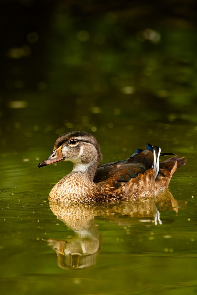 Wood Duck - ML623569982